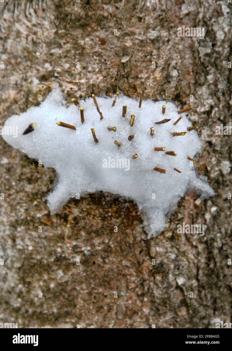 Approche créative des enfants. Les enfants ont coincé une figure de neige d'un hérisson sur un arbre (comme un relief élevé) Banque D'Images