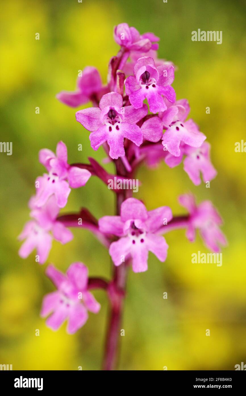 Orchis quadripunctata, Orchidée à quatre points, Gargano en Italie. Orchidée terrestre européenne en fleurs, habitat naturel. Beau détail de la fleur, s Banque D'Images