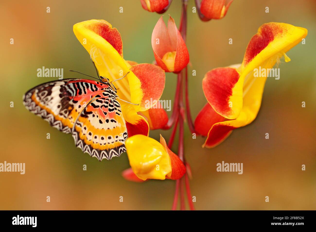 Céthosia cyane, léopard laquant, papillon tropical distribué de l'Inde à la Malaisie. Bel insecte assis sur la fleur rouge et jaune de l'arbre, nat Banque D'Images