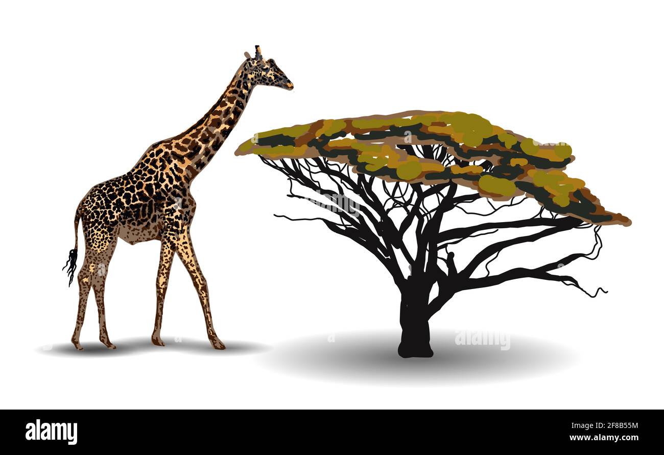 TENDANCE ETHNIQUE. PEINTURE DE STYLE AFRICAIN. Girafe dans la savane. Animal africain isolé sur fond blanc. Illustration vectorielle. Illustration de Vecteur