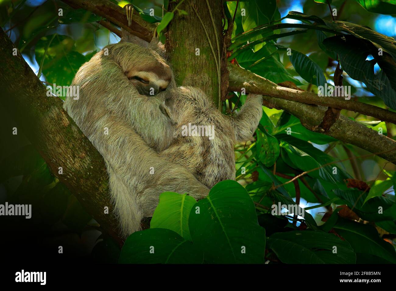 Paresseux Avec Un Bebe Bel Animal Dans L Habitat De La Nature Le Sloth A Deux Doigts De Linnaeus Choloepus Didactylus Cache Dans La Vegetation Vert Fonce Mignon Photo Stock Alamy