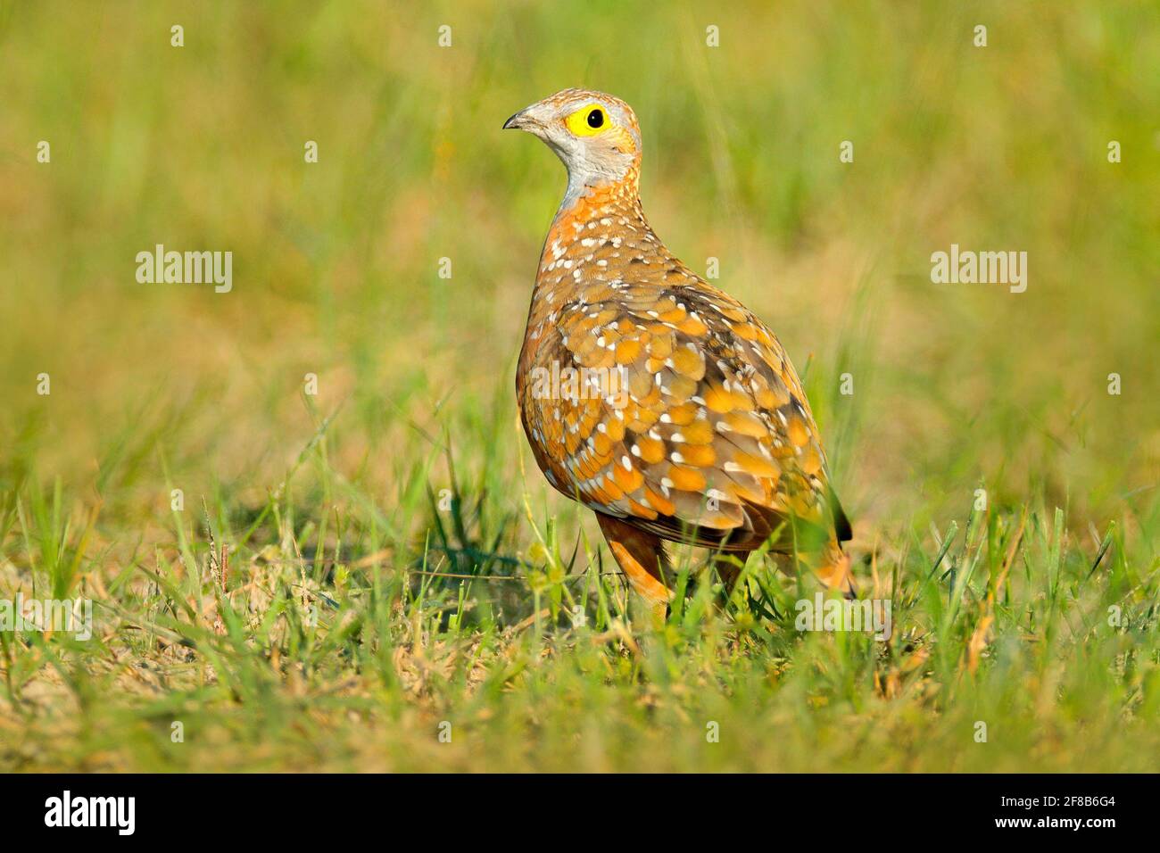 Spurfowl, francolin d'oeil jaune trouvé dans le delta d'Okavango, Botswana. Oiseau dans l'herbe, dans l'habitat naturel. Banque D'Images