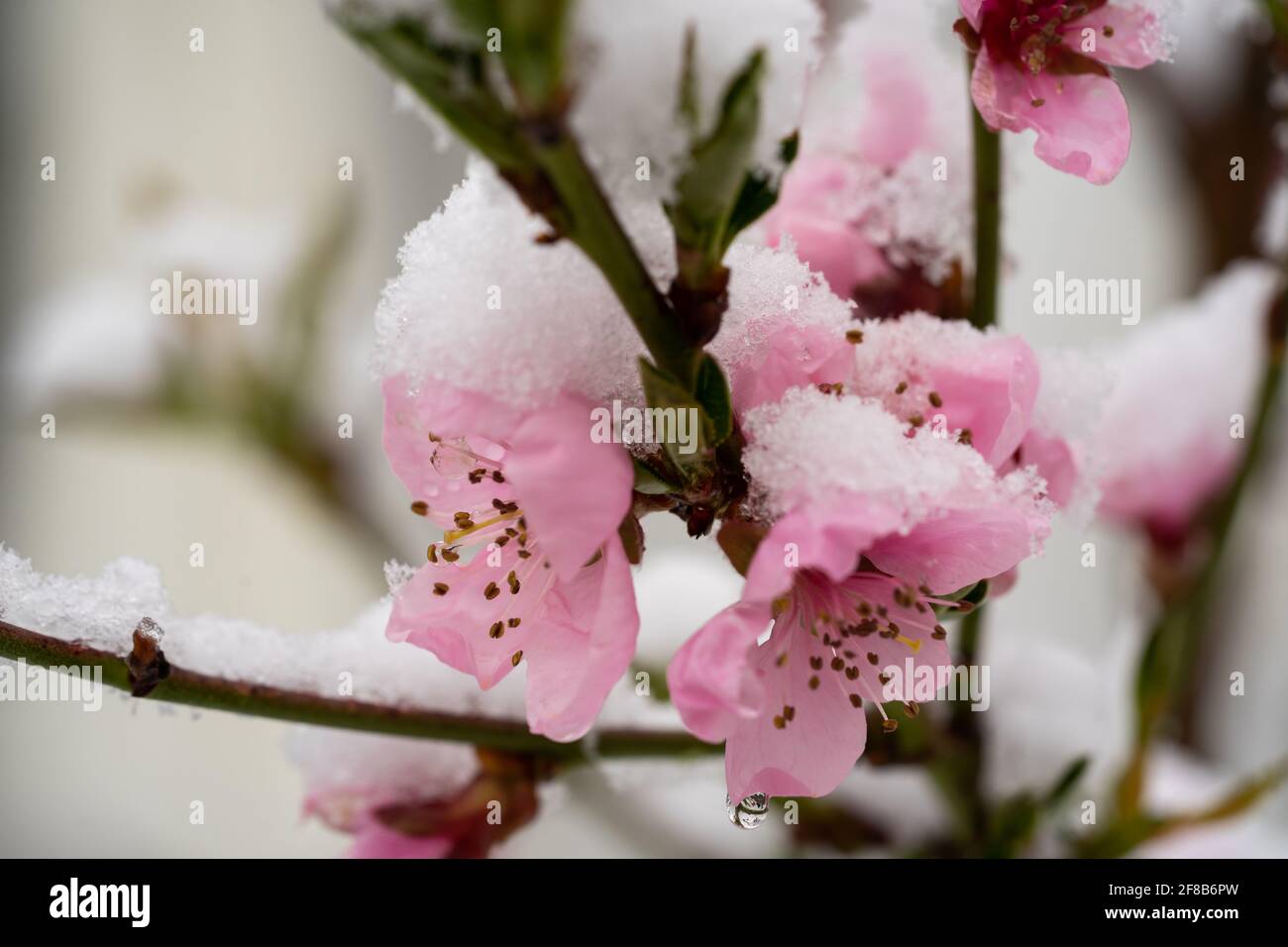 Fleurs d'arbres couvertes de neige fin avril Banque D'Images
