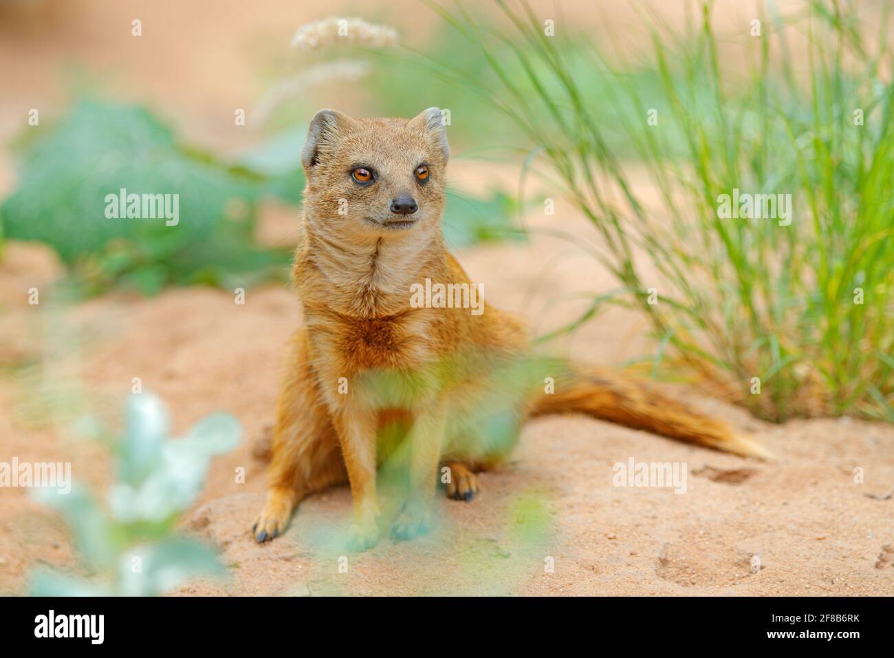 Mongoose jaune, Cynictis penicillata, assis dans le sable avec la végétation verte. Faune et flore d'Afrique. Mignon mammifère à longue queue. Banque D'Images
