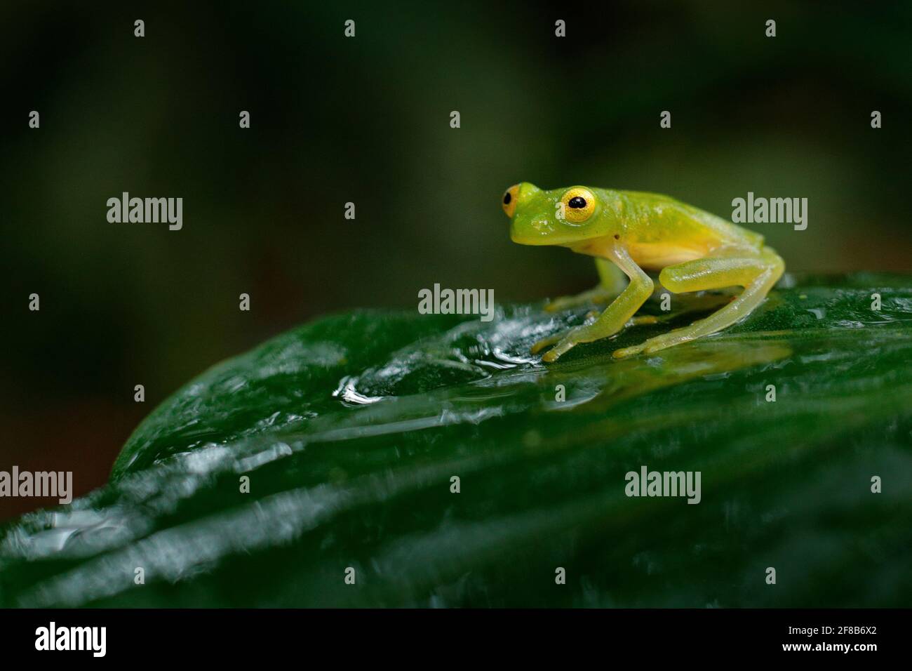 Fleschmann verre grenouille, Hyalinobatrachium fleischmanni dans l'habitat naturel, animal avec de grands yeux jaunes, dans la rivière forestière. Grenouille du Costa Rica, large an Banque D'Images