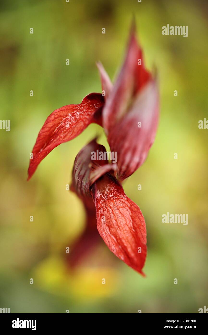 Serapias vomeracea, serapias à lèvres longues, Gargano en Italie. Orchidée terrestre européenne en fleurs, habitat naturel. Beau détail de Bloom, spr Banque D'Images