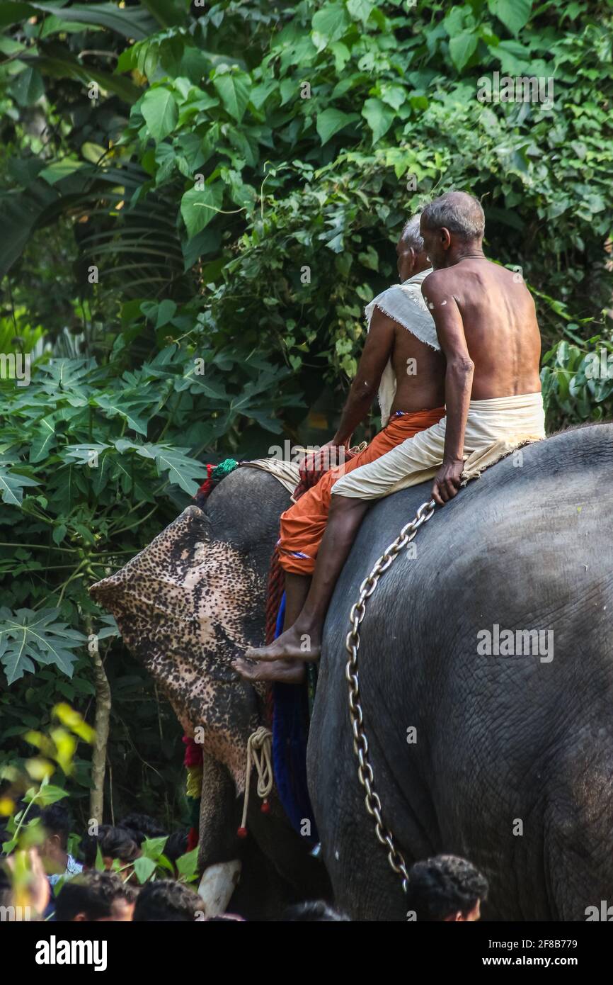 festival elaphant de kerala Banque D'Images