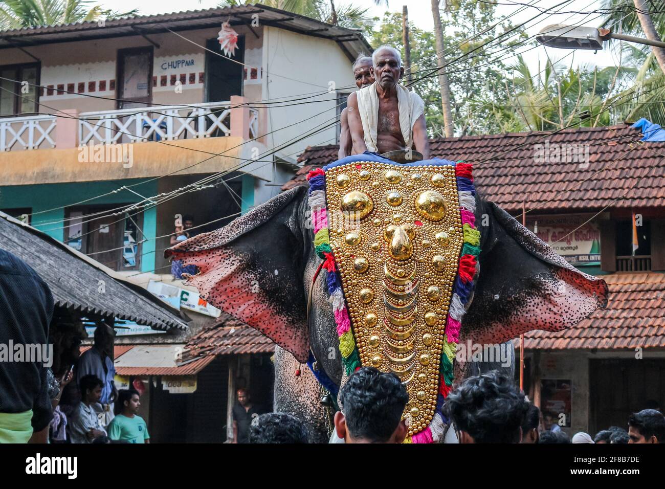 festival elaphant de kerala Banque D'Images