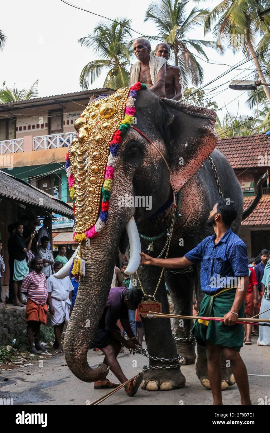 festival elaphant de kerala Banque D'Images