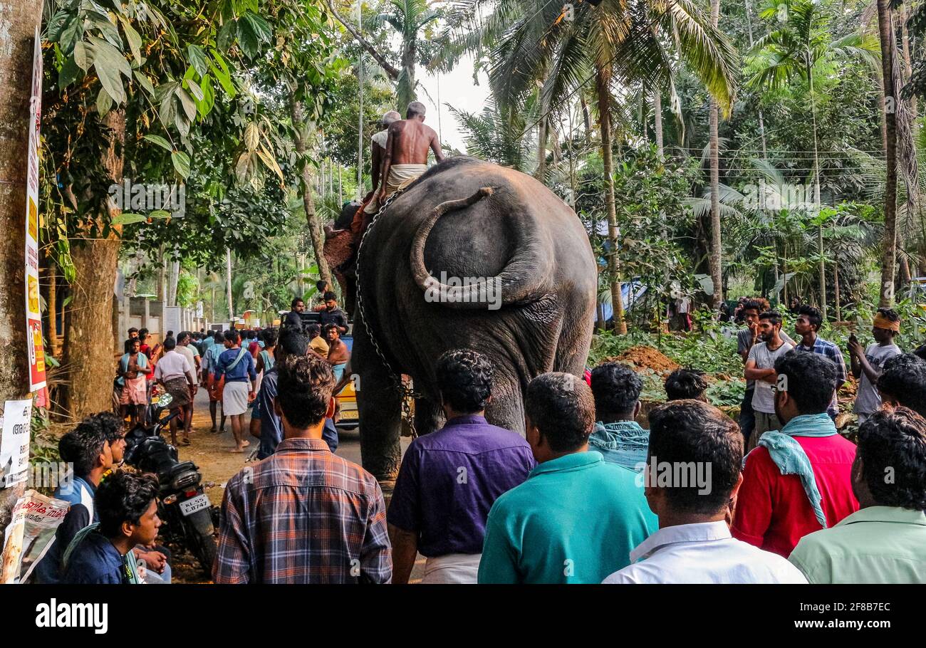 festival elaphant de kerala Banque D'Images