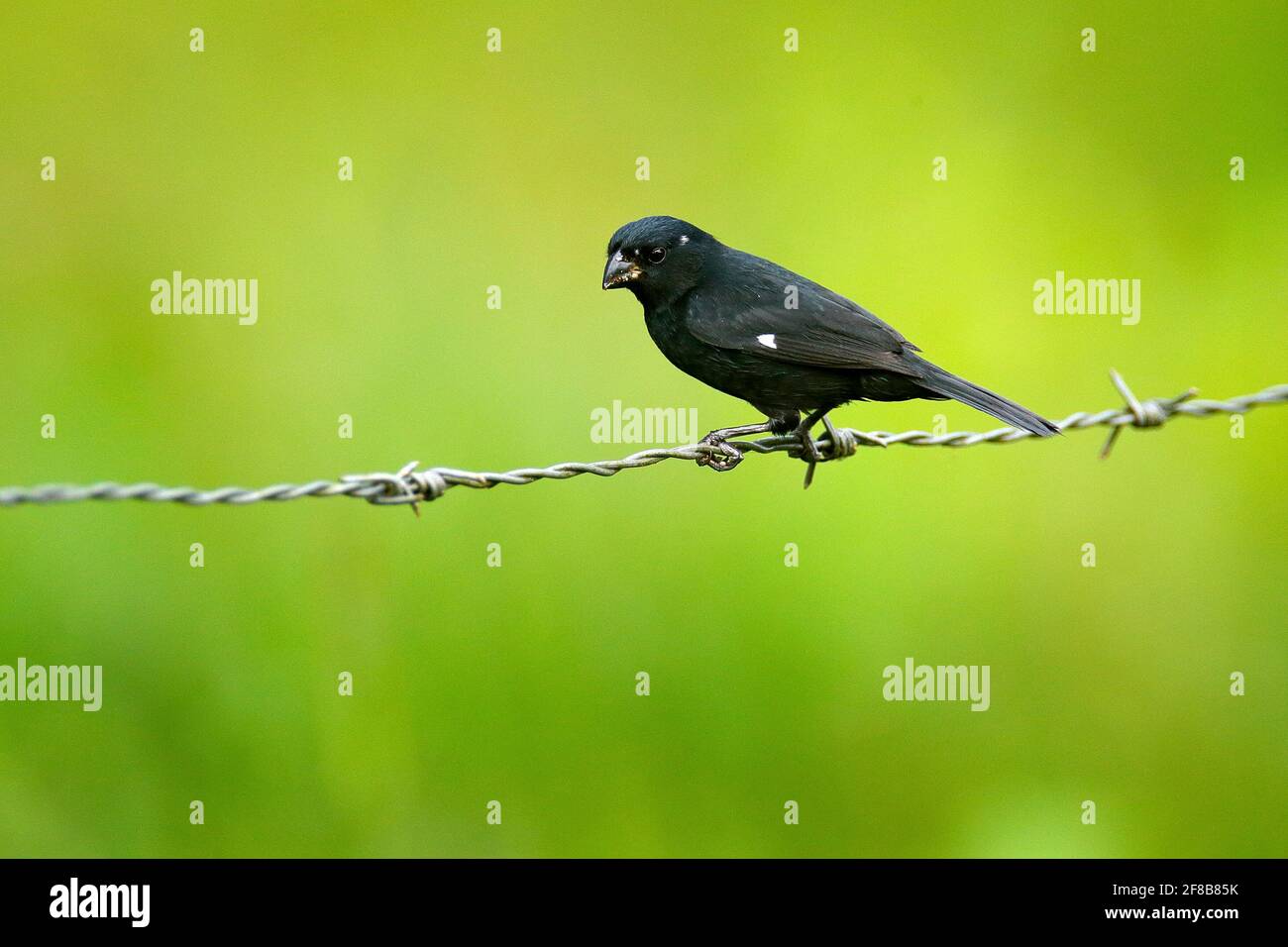 Graines à bec épais finch, Oryzoborus funereu, oiseau noir assis sur une clôture barbelée. Animal du Costa Rica, fond vert clair. Scène de la faune f Banque D'Images