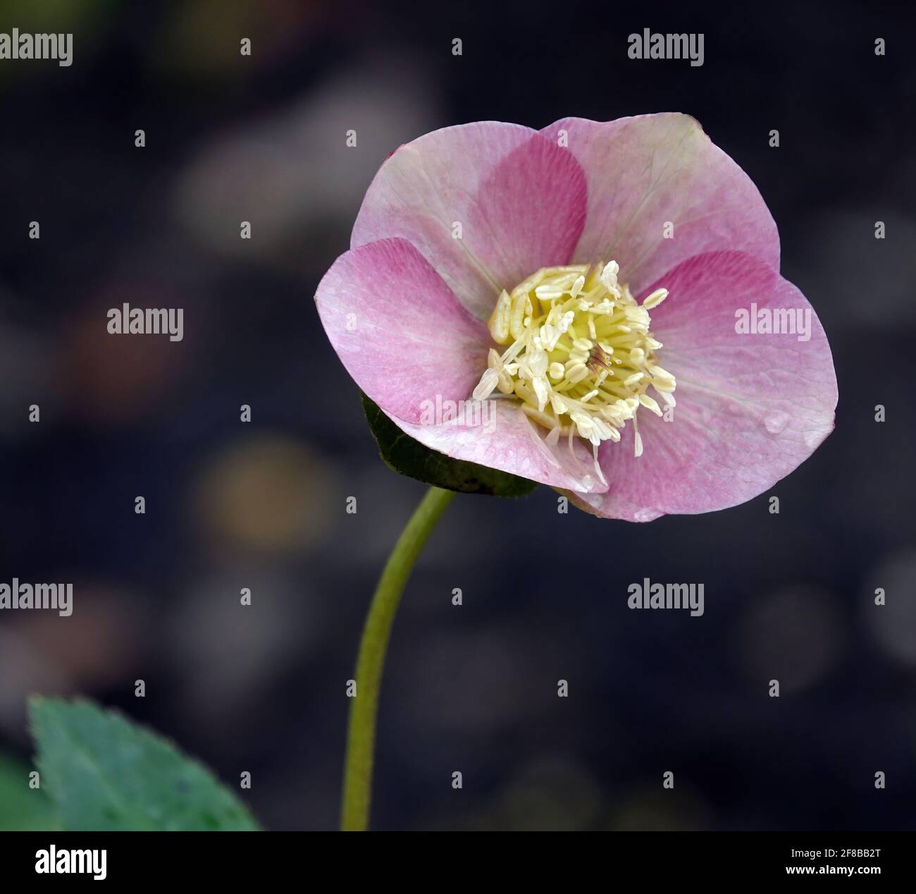 Gros plan d'une fleur de chellebore rose en fleur Banque D'Images