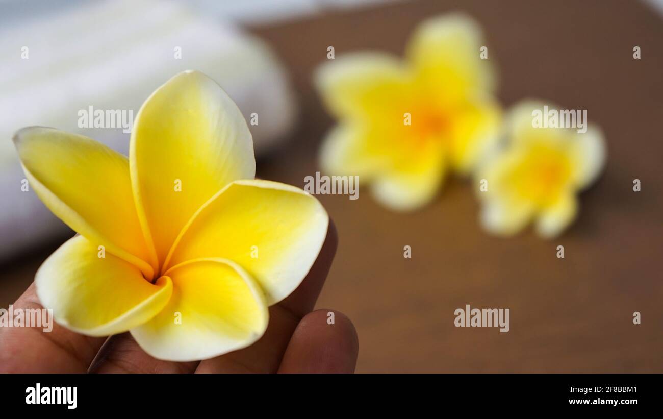 Gros plan de fleurs de frangipani jaune Banque D'Images