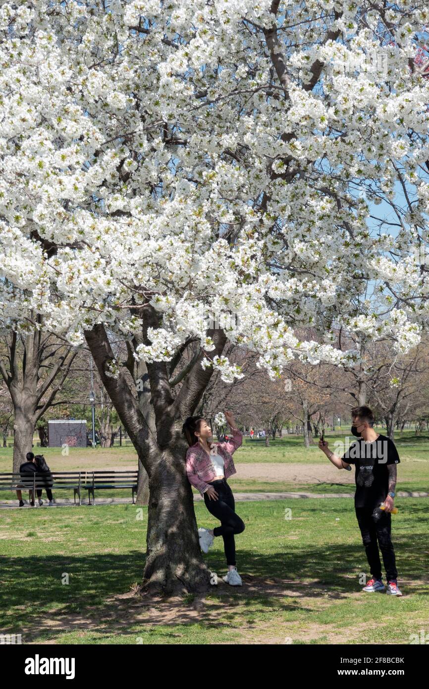 Un homme américain asiatique et, vraisemblablement, sa petite amie, prenez des photos sous un arbre de fleurs de pomme dans un parc de Queens, New York. Banque D'Images