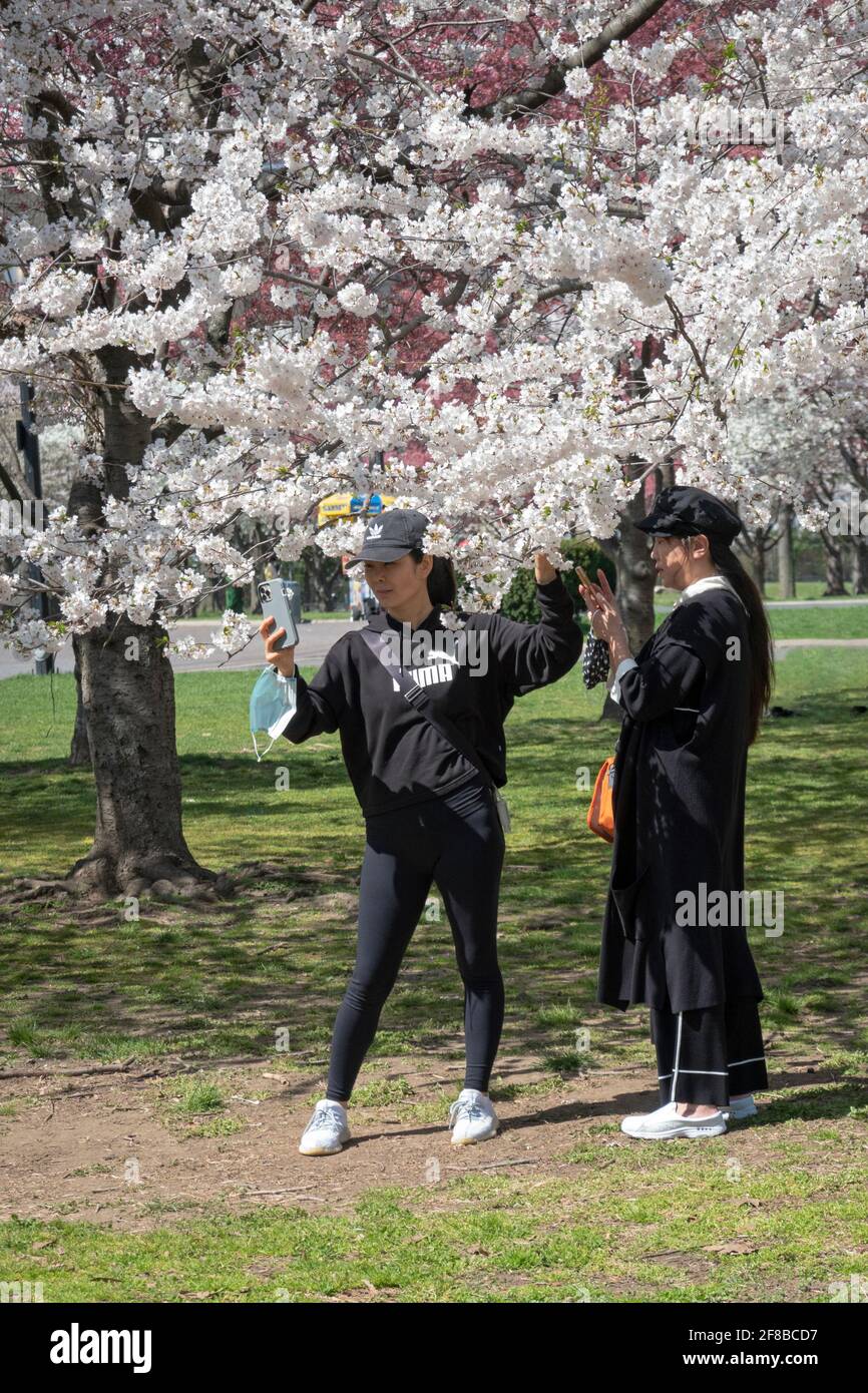 2 femmes asiatiques américaines prennent des photos et des selfies parmi les fleurs de pomme de printemps dans le parc Corona de Flushing Meadows à Queens New York. Banque D'Images