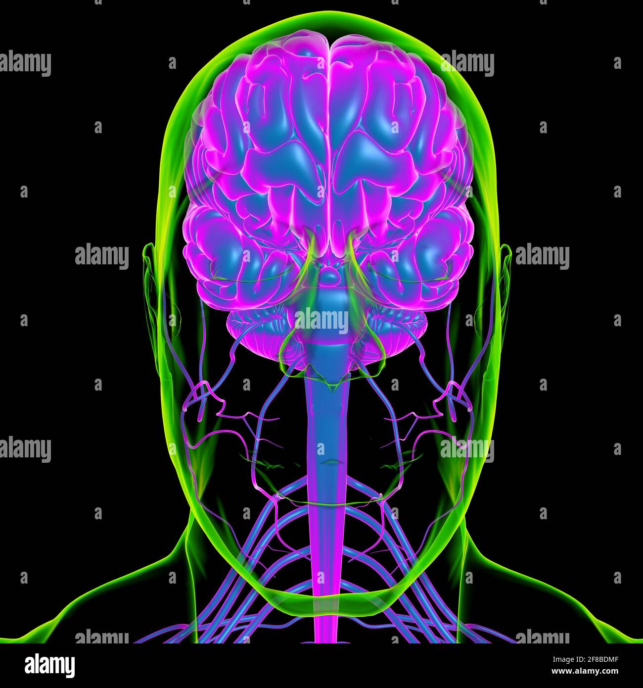 Human Brain Anatomy for Medical concept Illustration 3D Banque D'Images