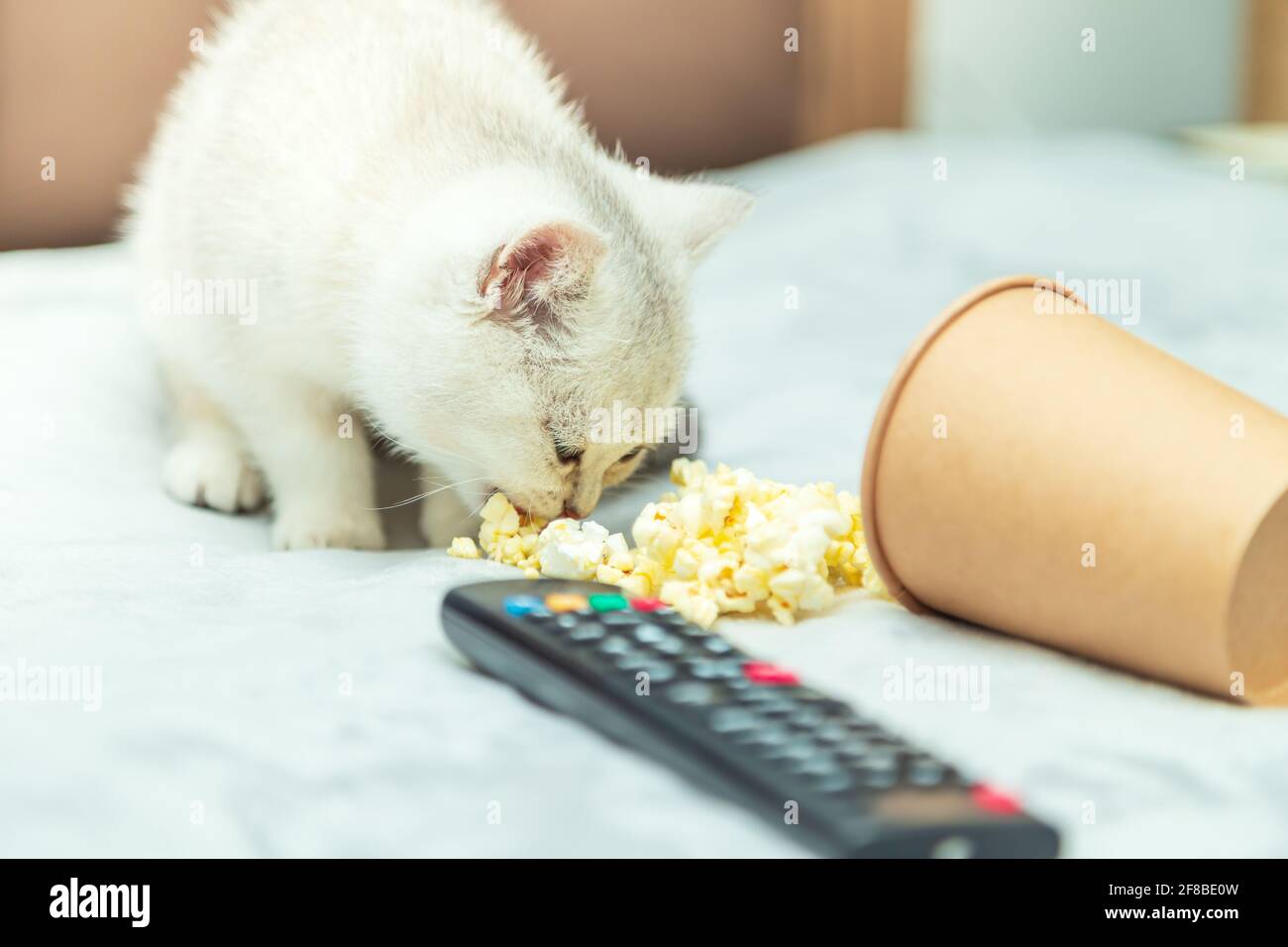 Le chaton britannique blanc se trouve sur le lit avec une télécommande et du pop-corn. Visionnage de films classiques. Banque D'Images