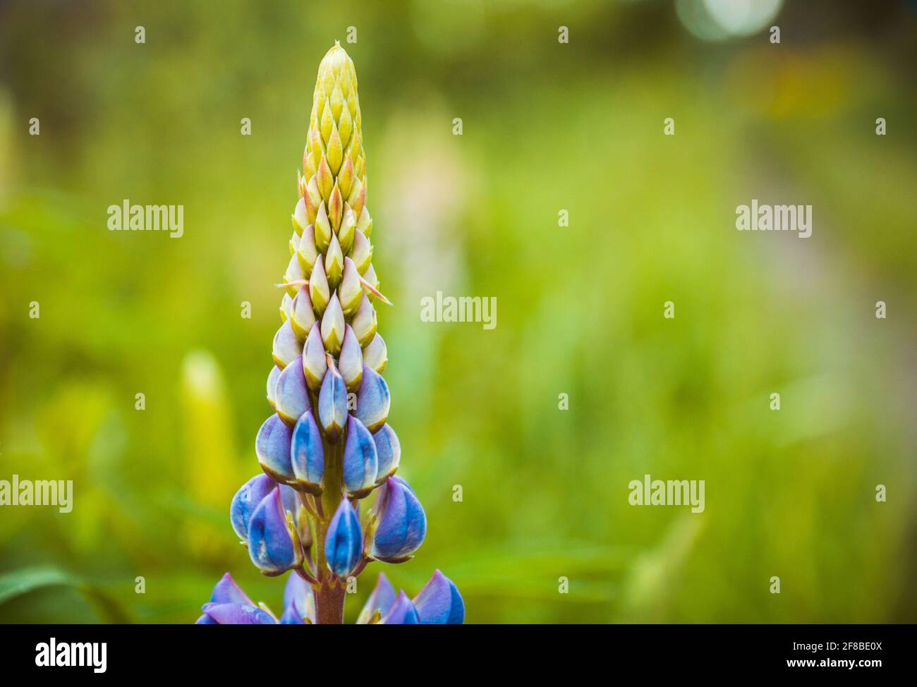 Lupin fleurit de différentes couleurs sur le terrain. Mise au point sélective. Banque D'Images