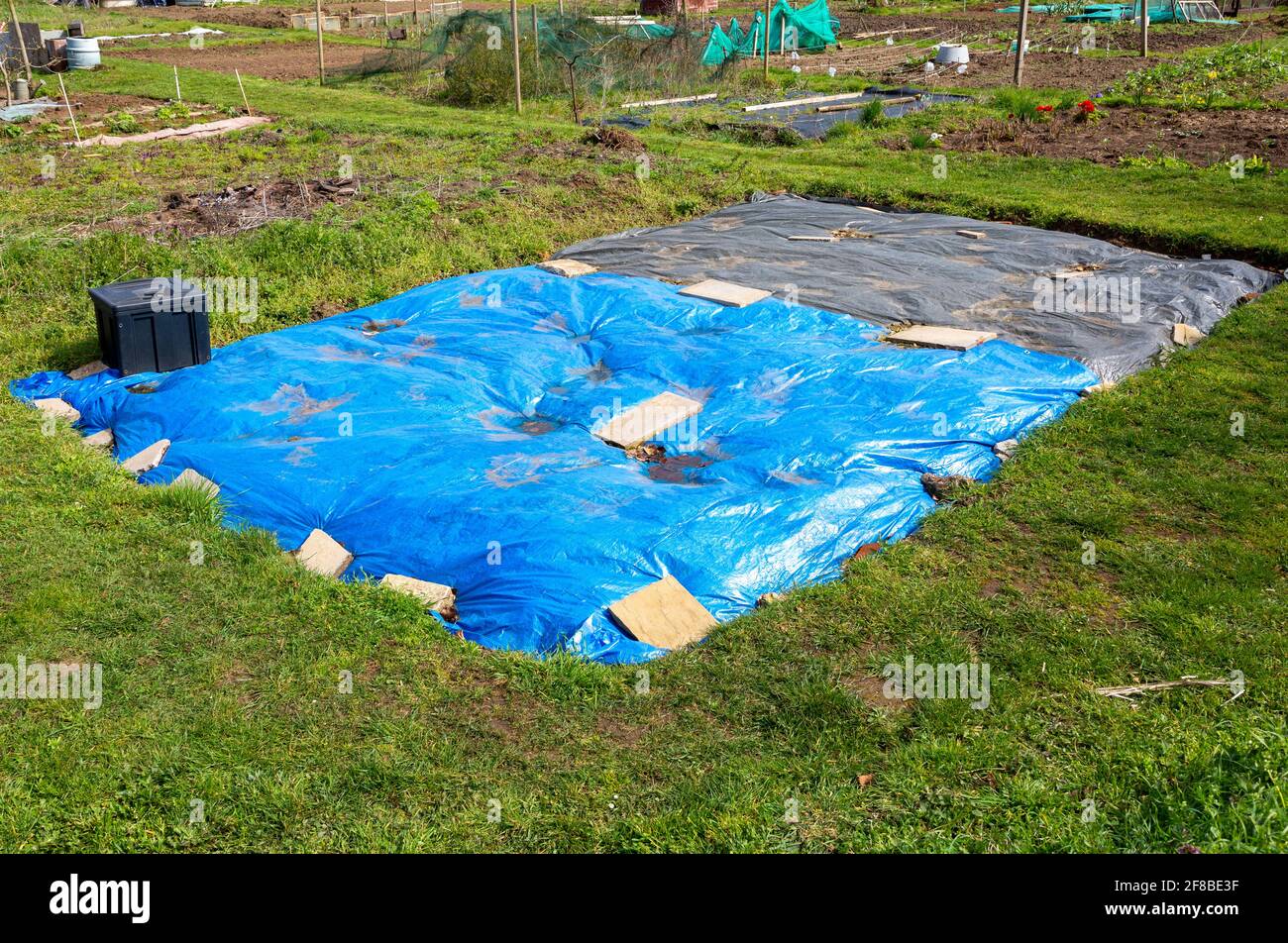 Feuilles de bâche utilisées pour tuer les mauvaises herbes, jardin  d'allotement, Shottisham, Suffolk, Angleterre, ROYAUME-UNI Photo Stock -  Alamy