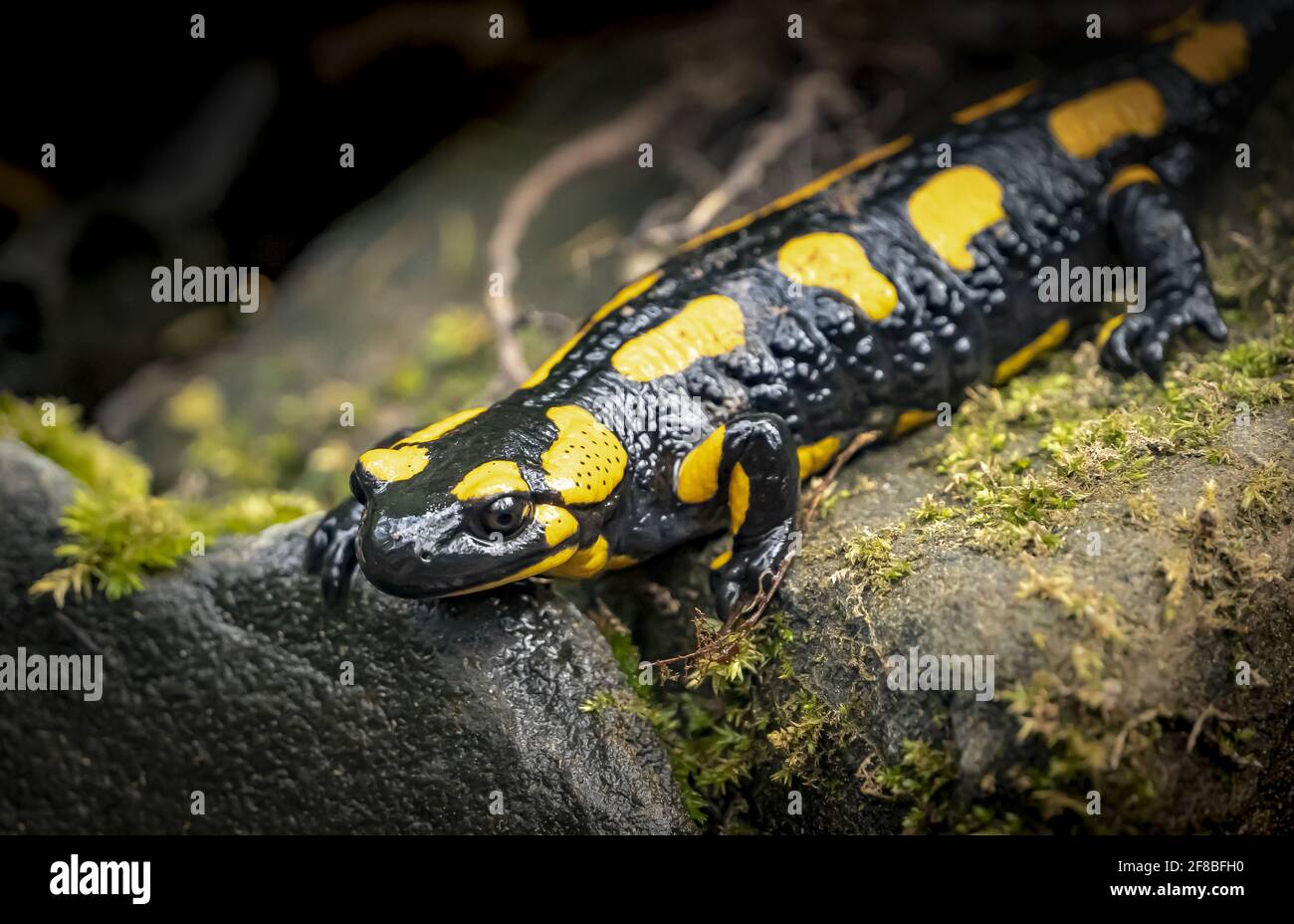 Salamandre du feu (Salamandra salamandra) assis sur un rocher noir et jaune risque de toxicité b Banque D'Images