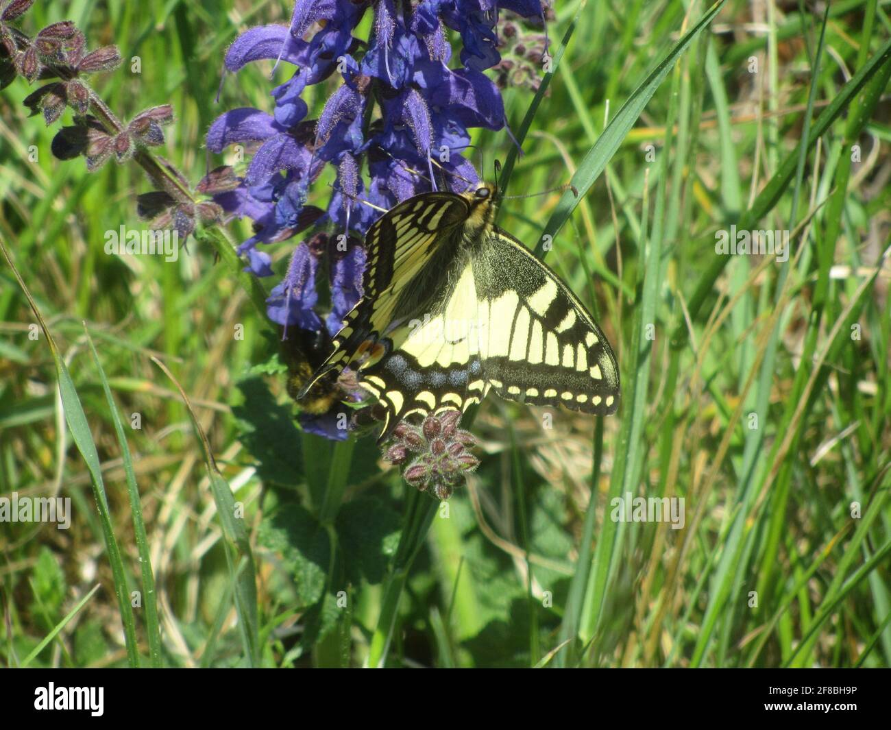 Une petite queue sur une fleur de sauge de prairie Banque D'Images