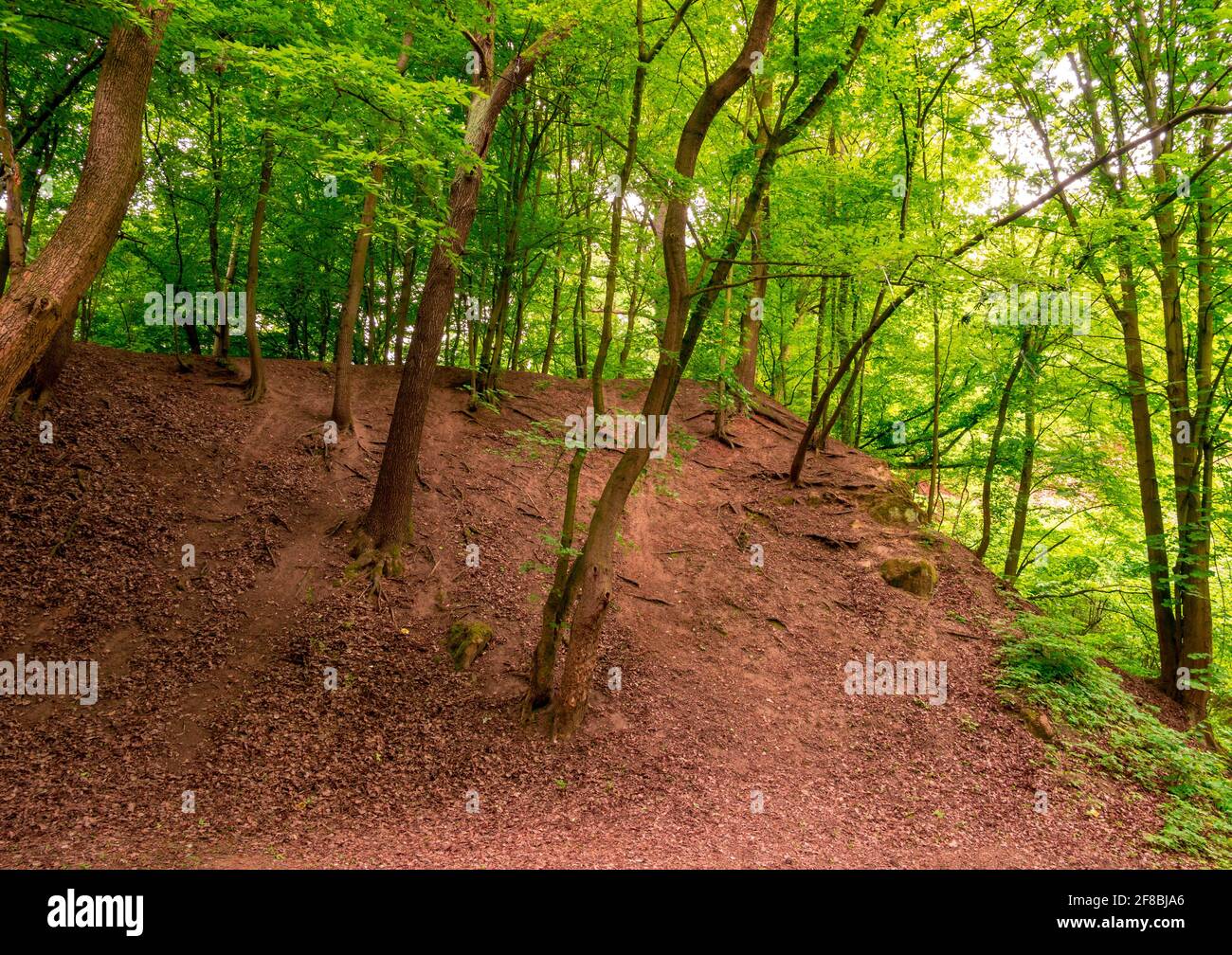 Les feuilles sèches tombées et les racines des arbres qui dépassent dans la forêt sèche côte Banque D'Images