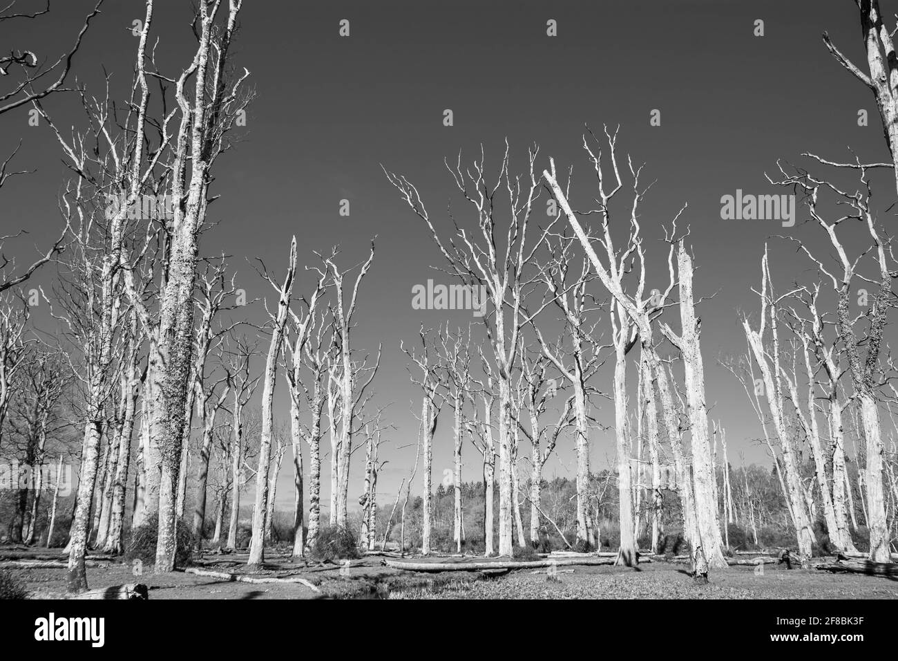 Arbres morts dans la New Forest, Hampshire, Royaume-Uni en monochrome Banque D'Images