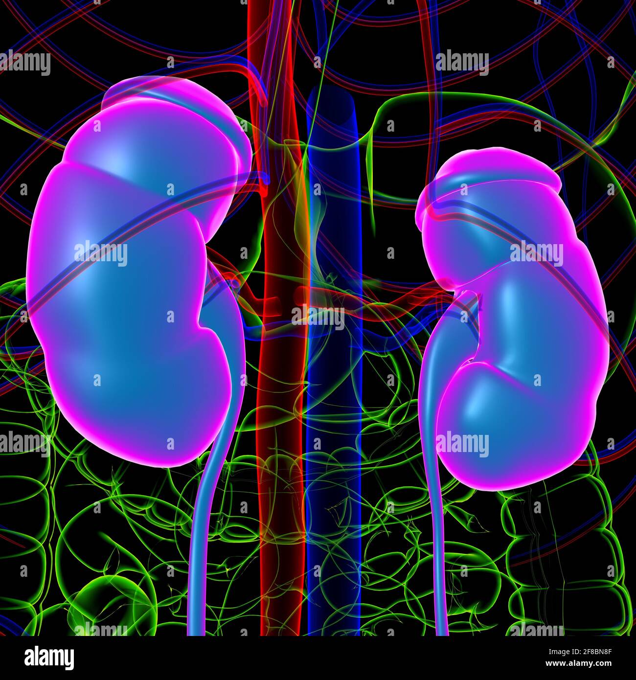 Système urinaire humain reins avec vessie Anatomie pour le concept médical Illustration 3D Banque D'Images