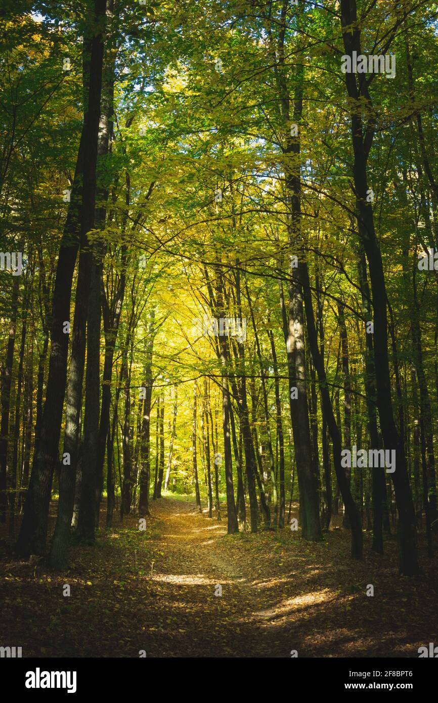 Un chemin à travers la forêt, des feuilles tombées un jour d'automne Banque D'Images