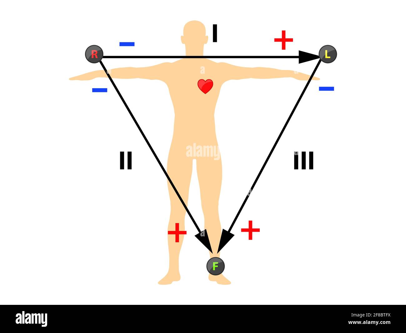Triangle ECG Einthoven, y compris illustration de la dérivation unipolaire du membre augmentée Banque D'Images