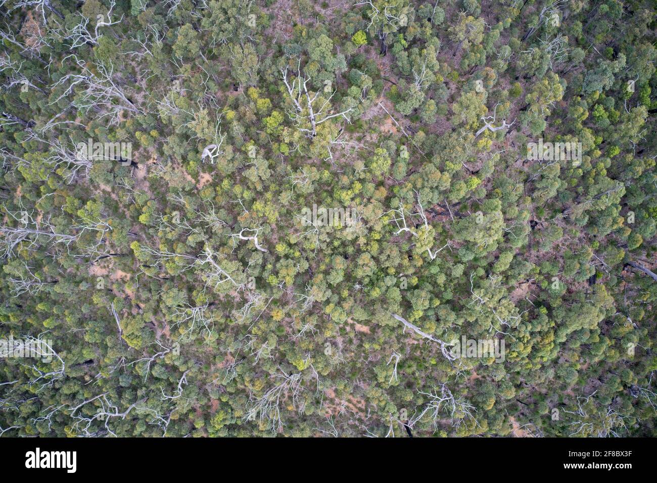 Champ de vision de drone des arbres dans la forêt d'État de Mullalyup, Australie occidentale. Banque D'Images