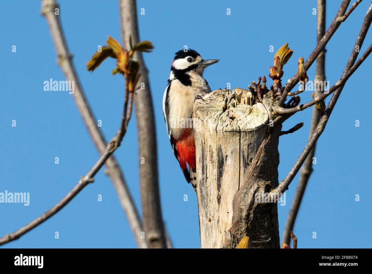 Great spotted woodpecker (Dendrocopos major) Banque D'Images
