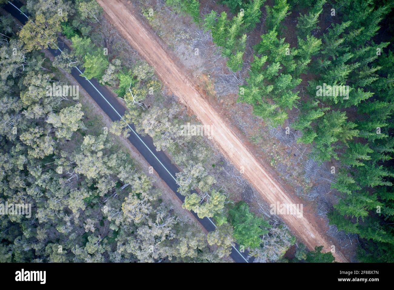 Champ de vision de drone de la forêt de pins et des schémas routiers dans la nature dans la forêt d'État de Mullalyup, Australie occidentale. Banque D'Images