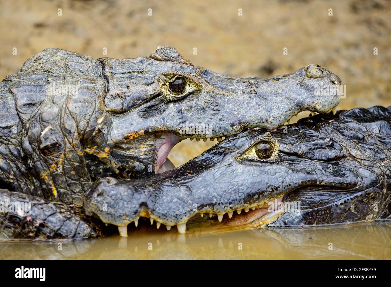 Gros plan portrait en face de deux caïman noirs (Melanosuchus niger) luttant avec des mâchoires verrouillées à Pampas del Yacuma, en Bolivie. Banque D'Images