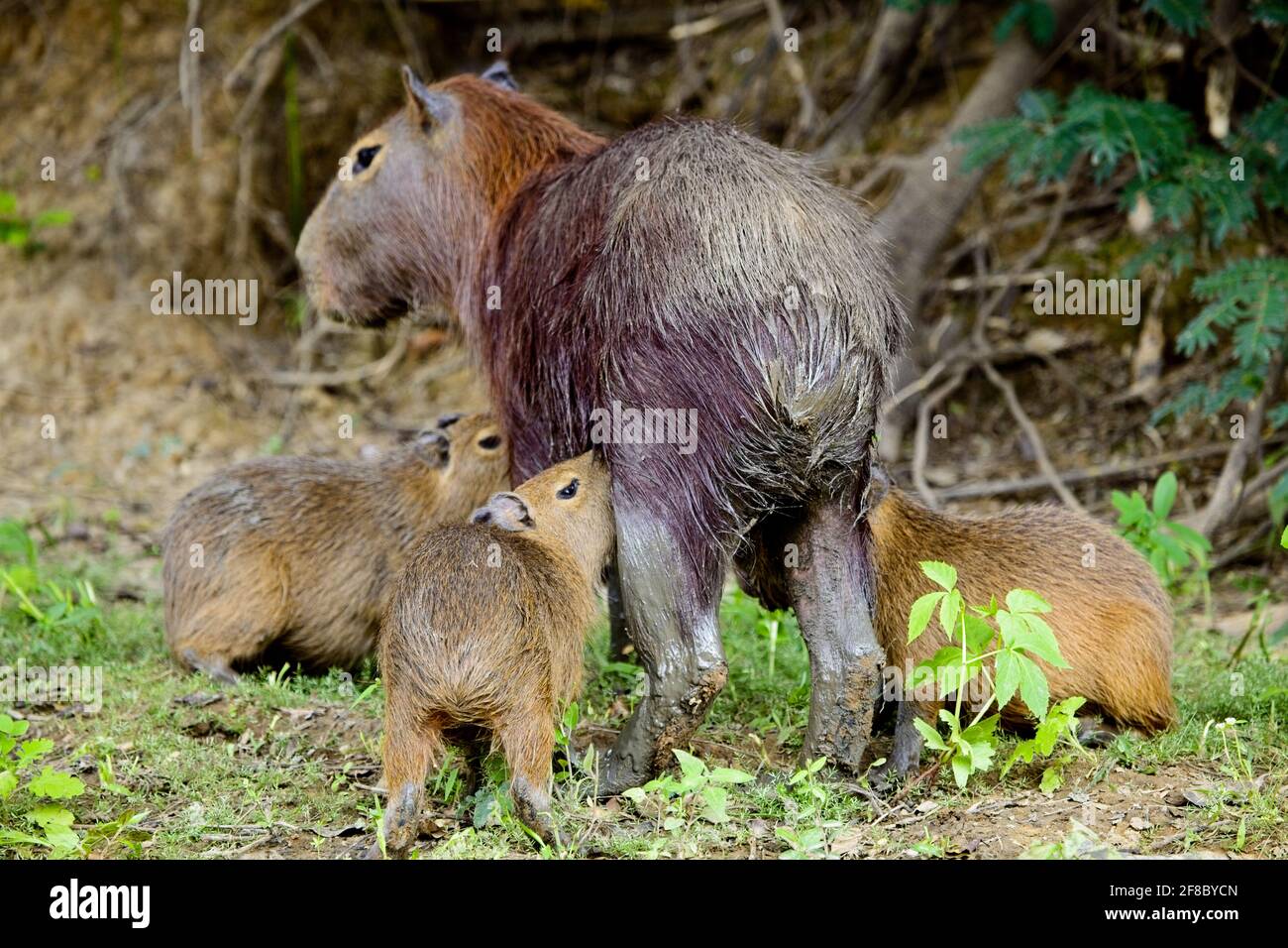 Capybara (Hydrochoerus hydrochaeris) avec trois bébés se nourrissant dans les Pampas del Yacuma, Bolivie. Banque D'Images