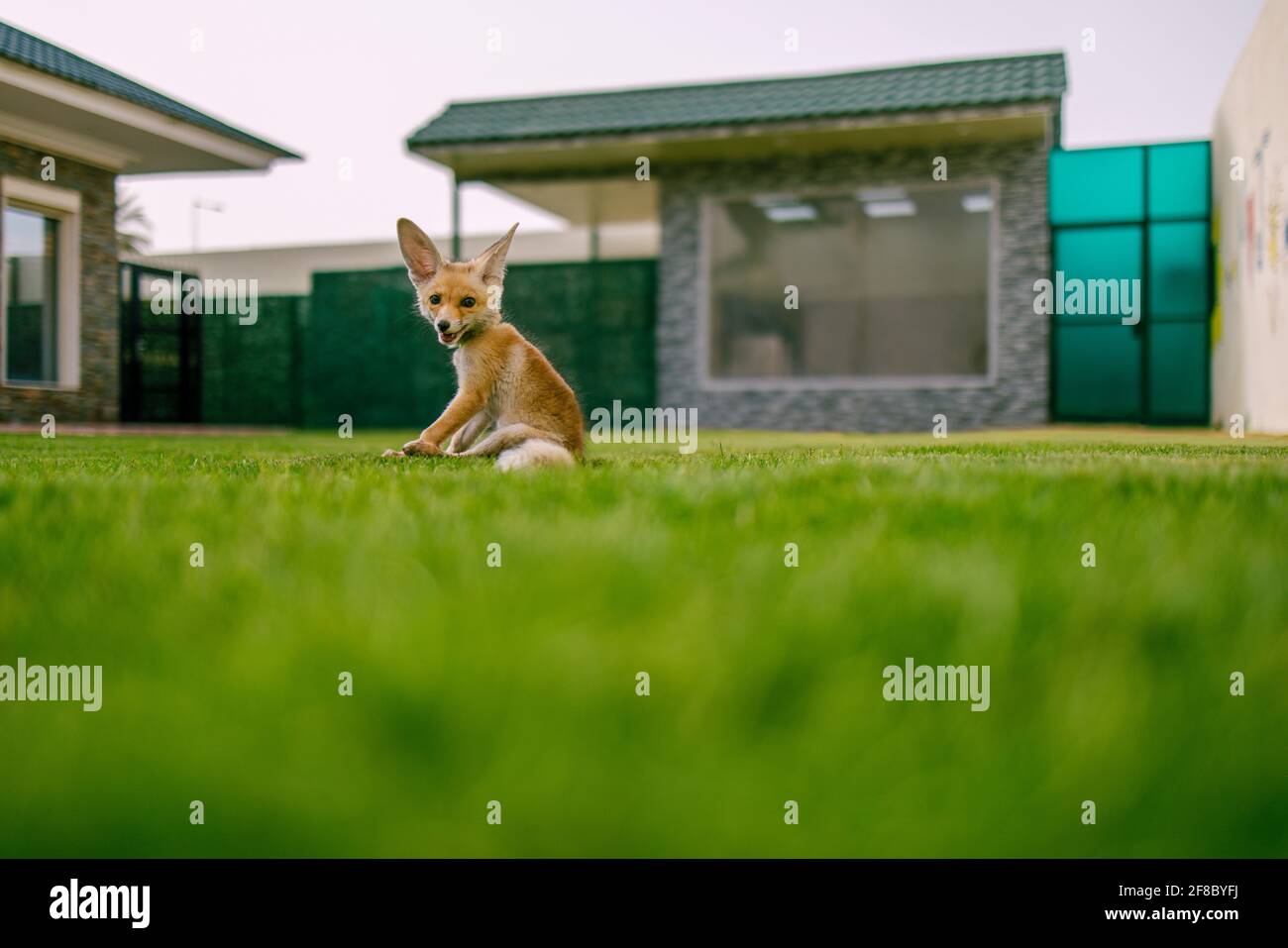 Petit renard de fennec Banque D'Images