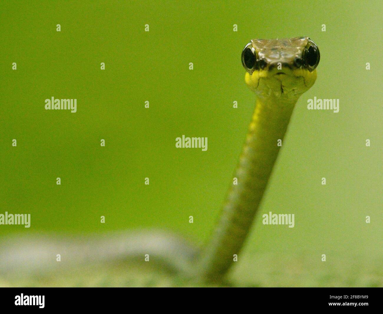 Gros plan Macro prise de vue de la tête du serpent d'arbre Bronzeback (Dendrelaphis tristis) à Bukit Lawang, Sumatra. Banque D'Images