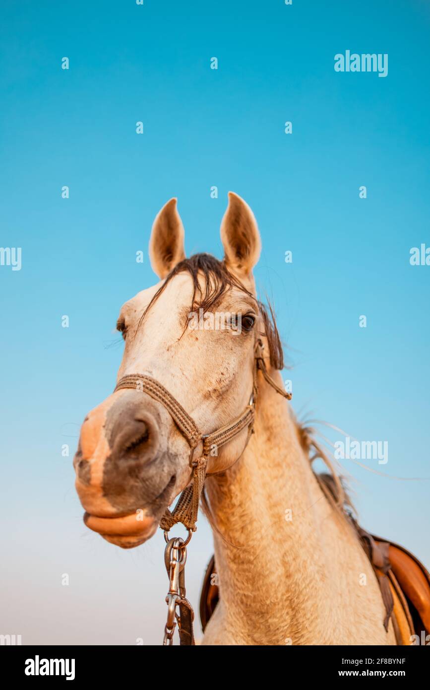 Portrait de cheval Banque D'Images