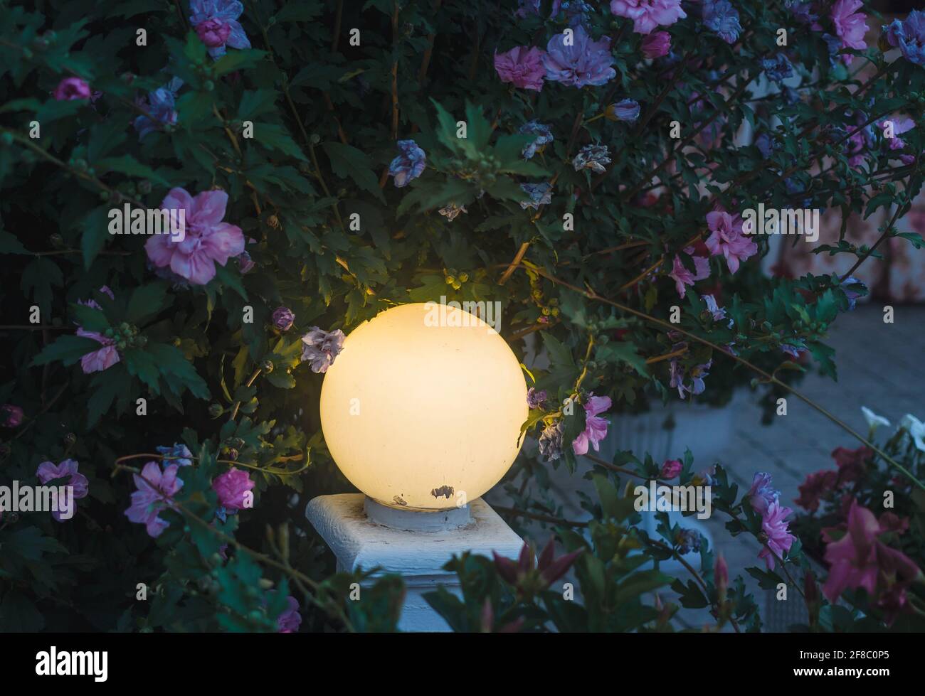 Lanterne de nuit ronde jaune dans un buisson de fleur sur fond sombre. Belle décoration de printemps nature. Papier peint horizontal à branches florales Banque D'Images Lanterne de nuit ronde jaune dans un buisson de fleur sur fond sombre. Belle décoration de printemps nature. Papier peint horizontal à branches florales Banque D'Images