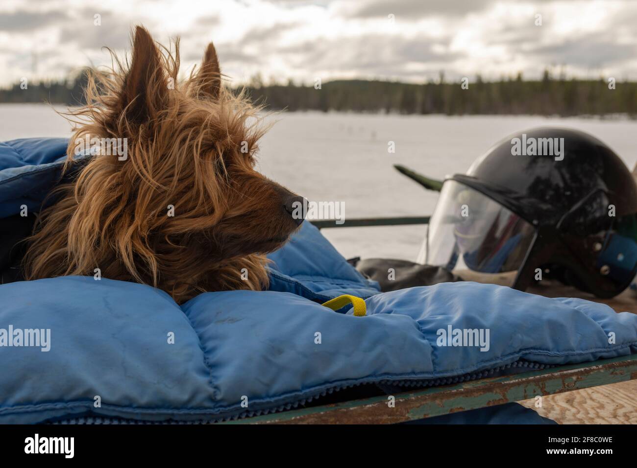 Chien dans une veste de duvet sur un traîneau à motoneige, avec un casque noir à côté, forêt et ciel nuageux peu vif en arrière-plan, image de vasternorrland swed Banque D'Images