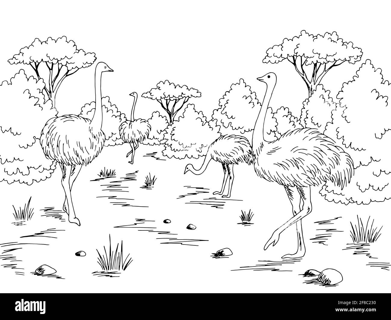 Illustration d'un croquis de paysage noir blanc de jardin d'oiseaux de ferme d'autruche vecteur Illustration de Vecteur