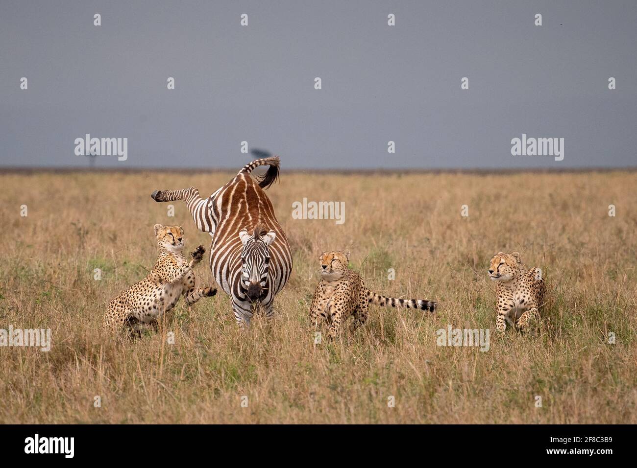 Les cheetahs se sont temporairement enrassés lorsque le zèbre a donné le coup de pied féroce. KENYA : DES images DE chasse PALPITANTES ont révélé le moment où un zèbre gutsy apaare Banque D'Images