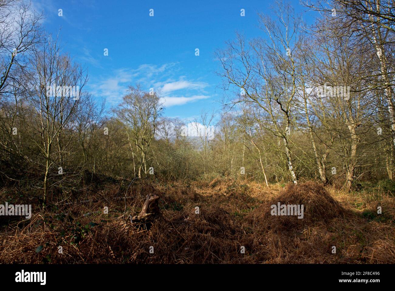 North Cliffe Wood, East Yorkshire, Angleterre, Royaume-Uni Banque D'Images