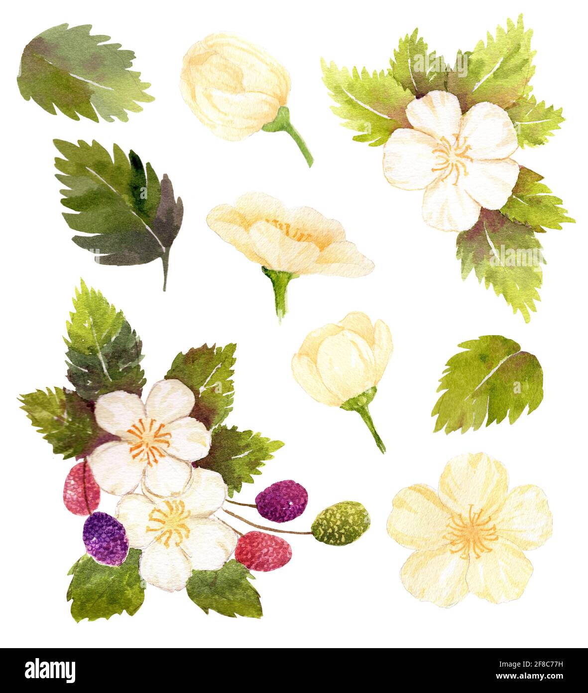 ensemble de fleurs blanches avec feuilles et baies sur fond blanc. Peinture à la main aquarelle. Élément de design pour décorer mariage, carte d'invitation, biologique Banque D'Images