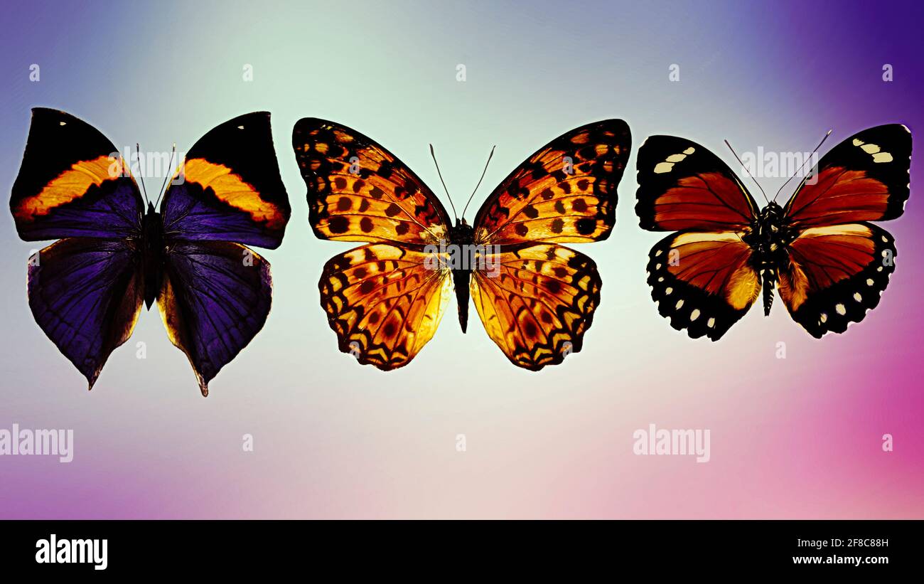 Illustration de trois magnifiques papillons de couleur différente Banque D'Images