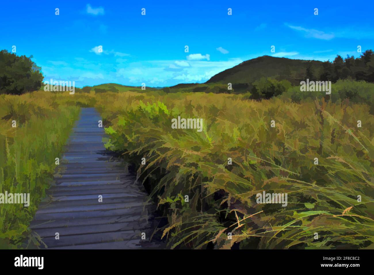 Sentier touristique à travers la réserve naturelle de Fenor Bog dans le comté de Waterford, en Irlande. Banque D'Images