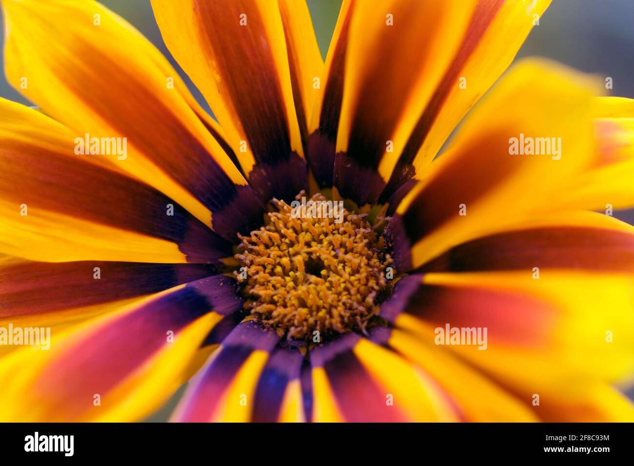 Gazania flower closeup Banque D'Images
