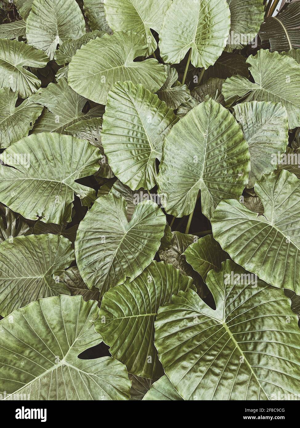 Texture d'arrière-plan de feuillage vert végétal tropical Banque D'Images
