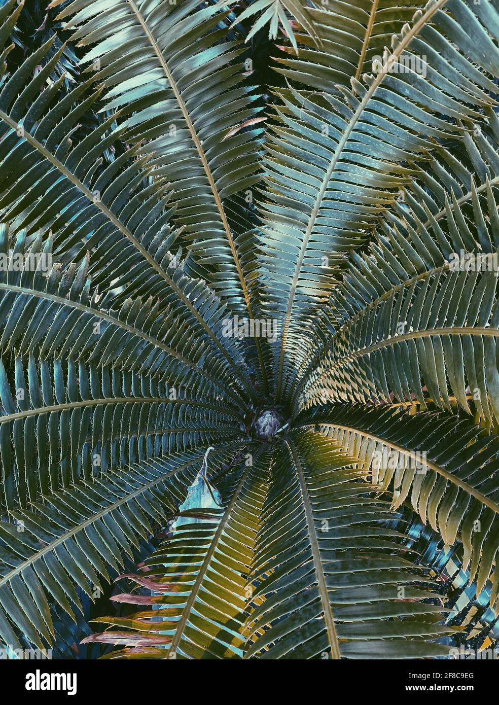 Texture d'arrière-plan de feuillage vert végétal tropical Banque D'Images