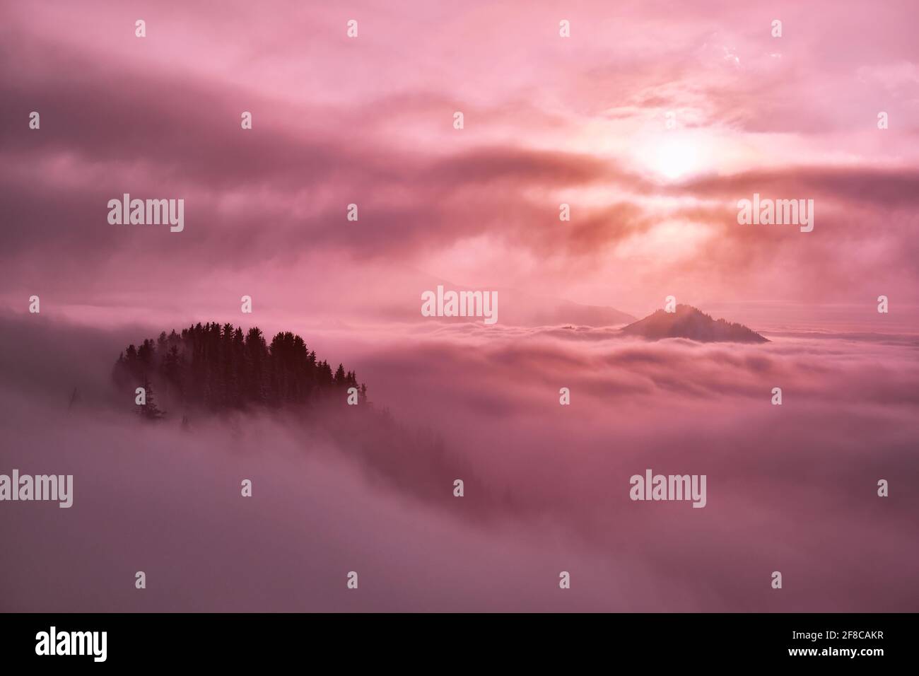 Des sommets de montagne boisés s'élèvent au-dessus de la mer des nuages; atmosphère mystérieuse et nuageux dans les montagnes au coucher du soleil Banque D'Images